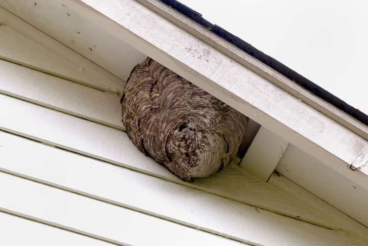 elk grove pest control